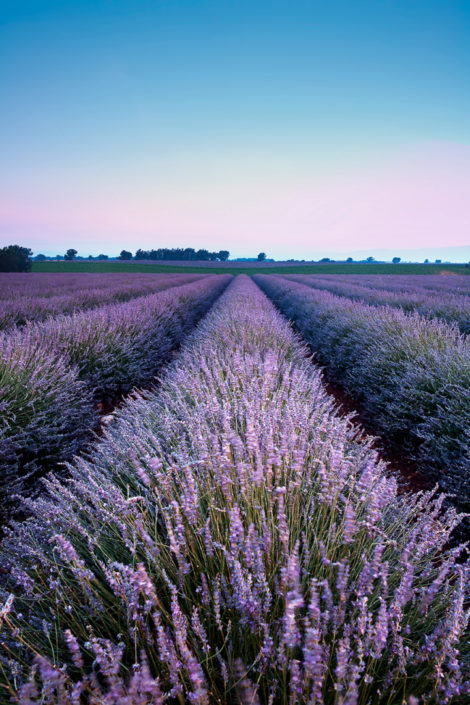 Provence Lavendel