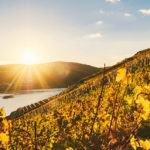 Die Weinberge der Mosel bei einer Rhein-Kreuzfaht