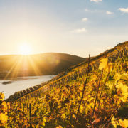 Die Weinberge der Mosel bei einer Rhein-Kreuzfaht