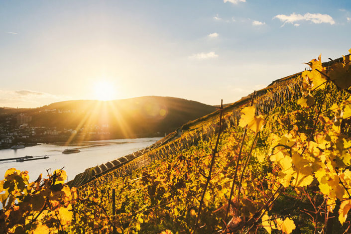 Die Weinberge der Mosel bei einer Rhein-Kreuzfaht