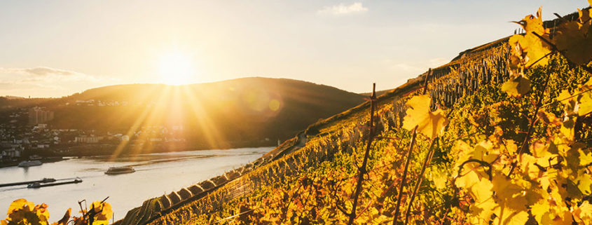 Die Weinberge der Mosel bei einer Rhein-Kreuzfaht