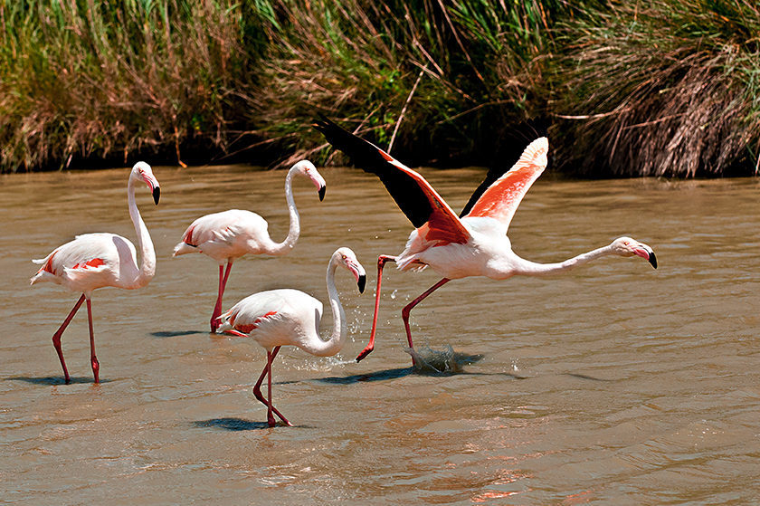 Flamingos im Donaudelta
