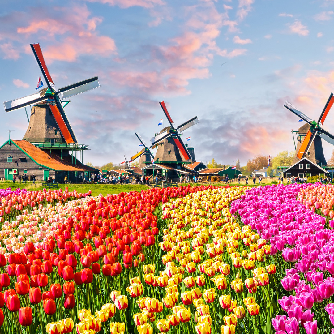 Tulpenblüte Niederlande