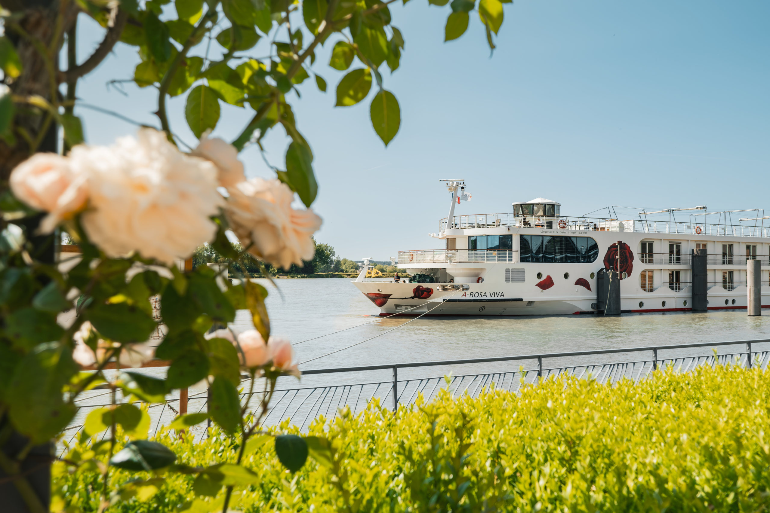 Flusskreuzfahrtschiff A-ROSA VIVA am Ufer eines Flusses, im Vordergrund weiße Rosen und grüne Sträucher