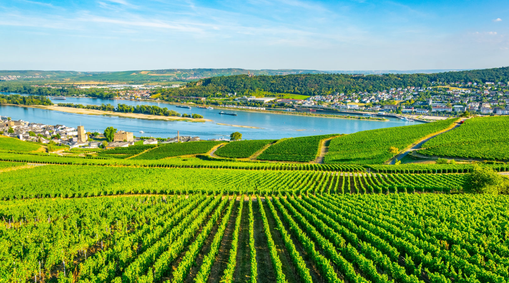 Weinberg Rüdesheim