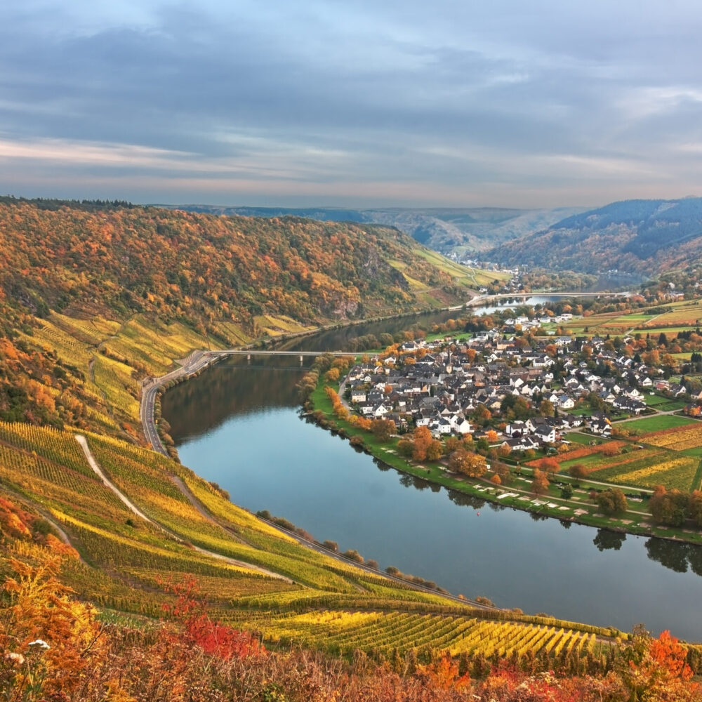 Moselschleife mit Weinbergen im Herbstlaub bei Traben-Tarbach