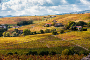 Weinberge an der Rhône