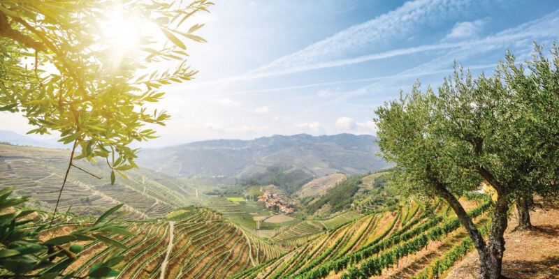 Sonnendurchflutete Weinberge im Douro-Tal mit terrassierten Hängen und Olivenbäumen im Vordergrund.

Sun-drenched vineyards in the Douro Valley with terraced slopes and olive trees in the foreground.

Vineyards and olive trees in the Douro Valley near Lamego, Portugal Europe; Shutterstock ID 790168420; Projekt-/Jobnummer: AROS-FLU-0074
790168420
Douro Tal
Douro Valley